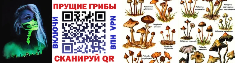 Купить закладки  Щигры  Псилоцибиновые грибы Cubensis 