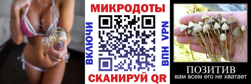 Галлюциногенные грибы Psilocybe Щигры